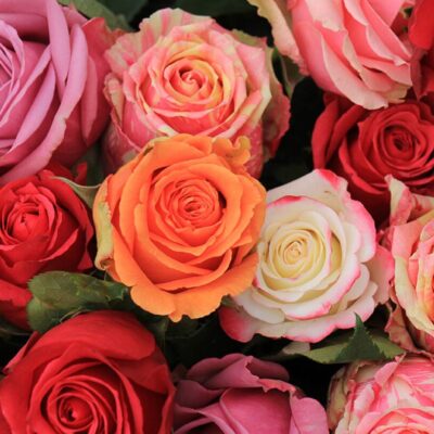 F. Carnaval de Rosas
