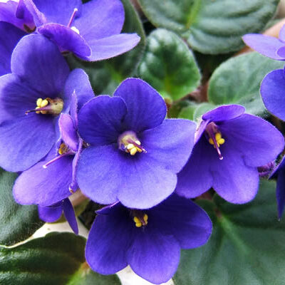 F. Violetas Bailarinas