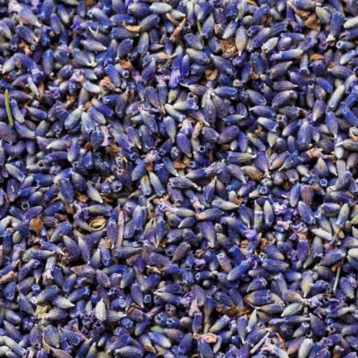 Capullos de Lavanda (GAVIOTA)