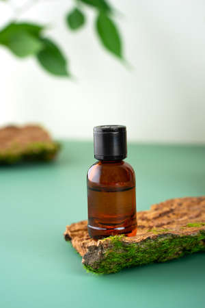 F. CanTico de Bamboo