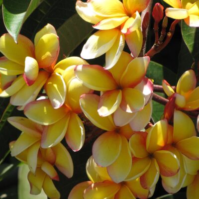 F. Plumerias en Acosta