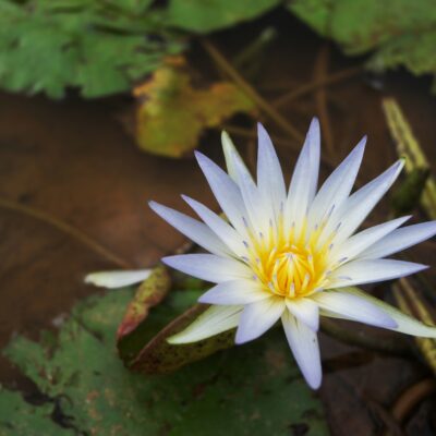 F. Flor de Egipto