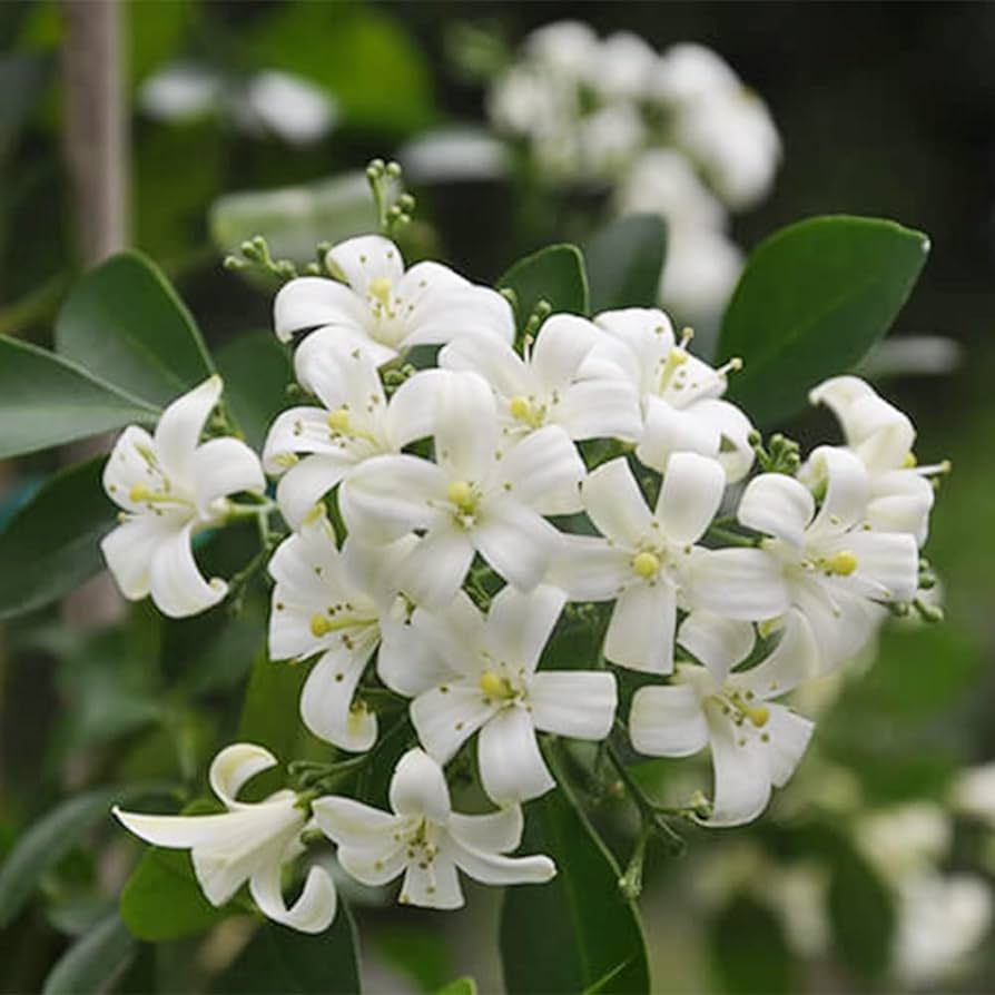 F. Jazmín de mi Jardín