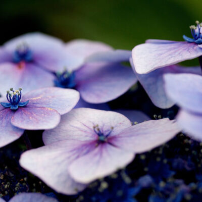 F. Violeta Bombeta