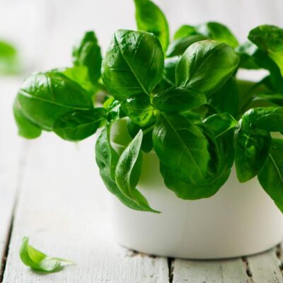 F. Albahaca Elemental