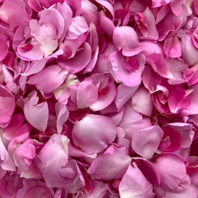 Pétalos de Rosas Rosadas